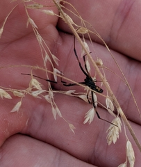 Latrodectus