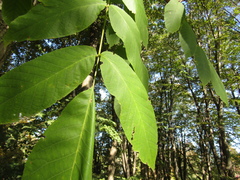 Juglans hopeiensis