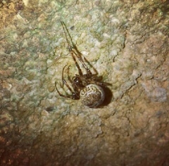 Larinioides ixobolus