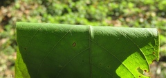 Juglans hopeiensis