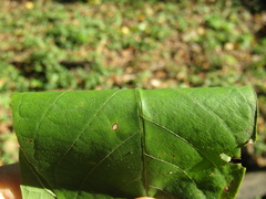 Juglans hopeiensis