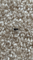 Periplaneta fuliginosa