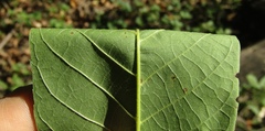 Juglans hopeiensis