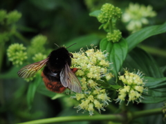 Bombus eximius