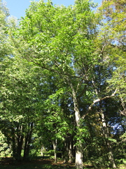 Juglans hopeiensis