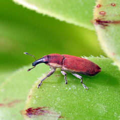 Lixus acicularis