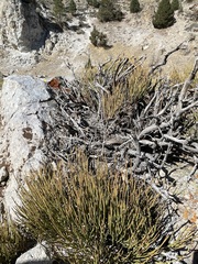 Ephedra viridis