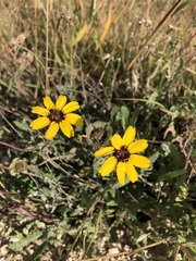 Berlandiera lyrata