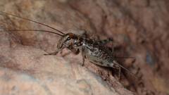 Petaloptila bolivari