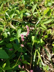 Persicaria longiseta