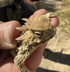 Phrynosoma blainvillii