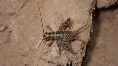 Petaloptila bolivari
