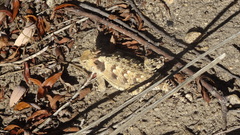 Phrynosoma blainvillii
