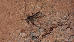 Petaloptila bolivari