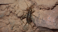 Petaloptila bolivari
