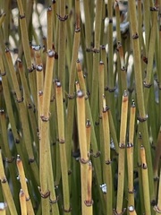 Ephedra viridis
