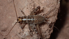 Petaloptila bolivari