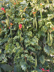Campsis radicans