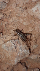 Petaloptila bolivari