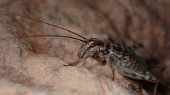 Petaloptila bolivari