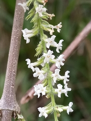 Aloysia