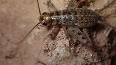 Petaloptila bolivari