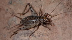 Petaloptila bolivari
