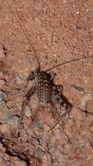 Petaloptila bolivari