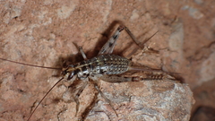 Petaloptila bolivari