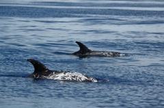 Grampus griseus