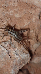 Petaloptila bolivari