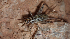 Petaloptila bolivari