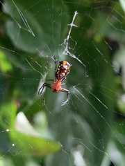 Micrathena funebris