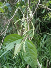 Aloysia
