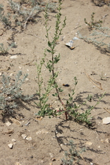 Chenopodium
