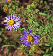 Dieteria bigelovii