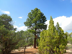 Pinus ponderosa