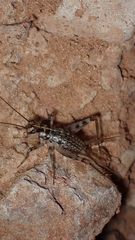 Petaloptila bolivari