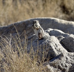 Ammospermophilus leucurus