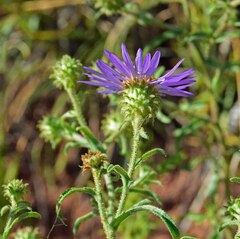 Dieteria bigelovii