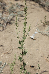 Chenopodium