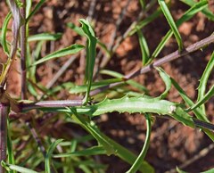 Dieteria bigelovii