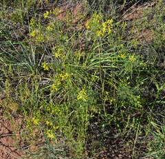 Senecio spartioides