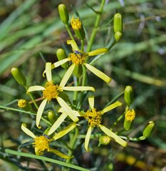 Senecio spartioides