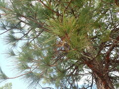 Pinus ponderosa