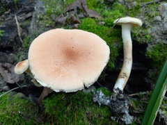 Neolentinus degener
