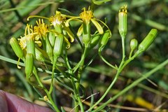Senecio spartioides
