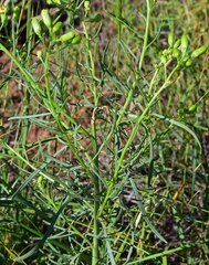 Senecio spartioides
