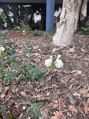 Scutellaria californica