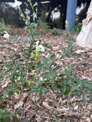 Scutellaria californica